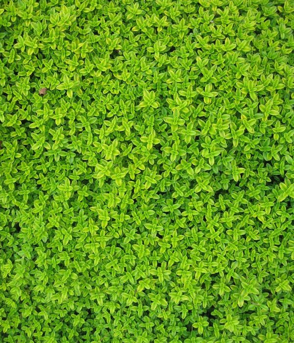 Organic herbs and green nature background for wellness